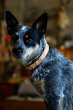 Spud's Collar - Narrow Band