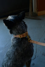 Spud's Collar - Wide Band