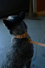 Spud's Collar - Narrow Band